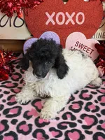 Lambie, a female Poodle - Toy  for sale in Gaffney, SC – Photo 4 of 4