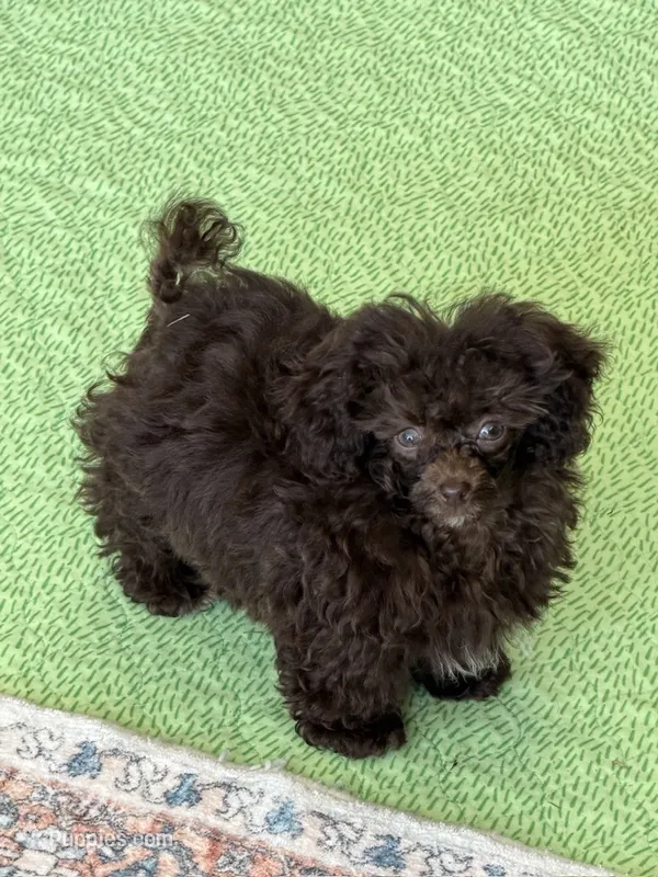 Cocoa – Poodle - Toy  puppy for sale in Gaffney, SC