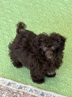 Cocoa, a female Poodle - Toy  for sale in Gaffney, SC – 1 of 4