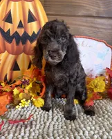 Snickers, a female Cockapoo for sale in Gaffney, SC – 1 of 4