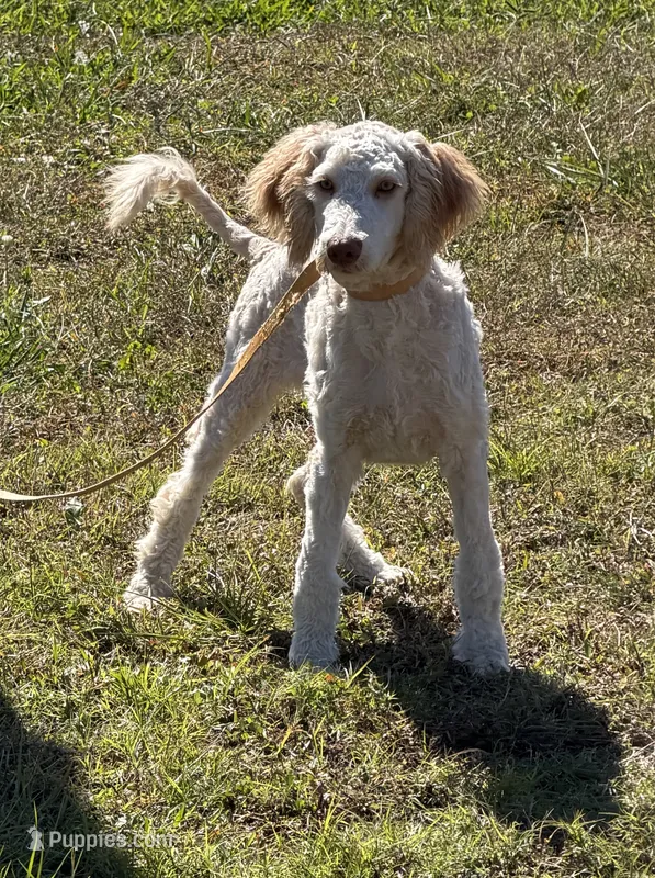 Sunshine – Labradoodle puppy for sale in Gaffney, SC
