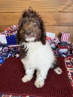 Maxx, a male Miniature Goldendoodle for sale in Gaffney, SC – 10 of 10