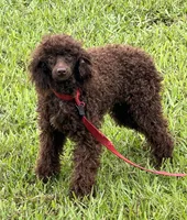 Hershall, a male Poodle - Miniature  for sale in Gaffney, SC – 10 of 10