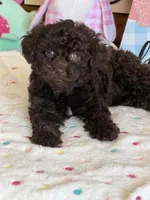 Cocoa, a female Poodle - Toy  for sale in Gaffney, SC – Photo 1 of 3