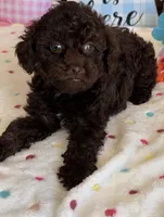 Cocoa, a female Poodle - Toy  for sale in Gaffney, SC – Photo 3 of 3