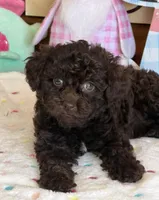 Cocoa, a female Poodle - Toy  for sale in Gaffney, SC – Photo 2 of 3