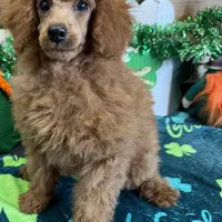 Lacy, a female Poodle - Toy  for sale in Gaffney, SC – Photo 4 of 6