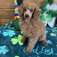 Lacy, a female Poodle - Toy  for sale in Gaffney, SC – Photo 1 of 6