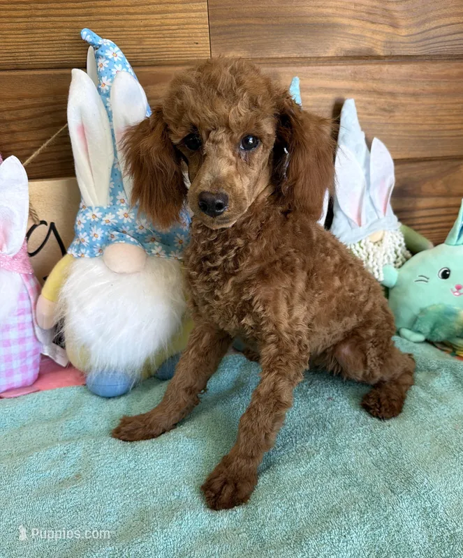 Lacy – Poodle - Toy  puppy for sale in Gaffney, SC
