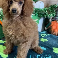 Lacy, a female Poodle - Toy  for sale in Gaffney, SC – Photo 2 of 6