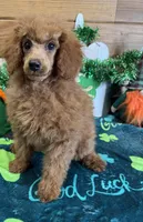 Lacy, a female Poodle - Toy  for sale in Gaffney, SC – Photo 2 of 6