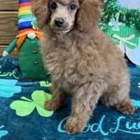 Lacy, a female Poodle - Toy  for sale in Gaffney, SC – Photo 3 of 6