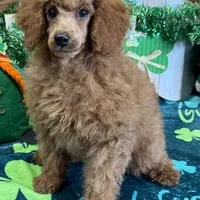 Lacy, a female Poodle - Toy  for sale in Gaffney, SC – Photo 6 of 6