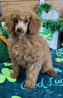 Lacy, a female Poodle - Toy  for sale in Gaffney, SC – Photo 6 of 6