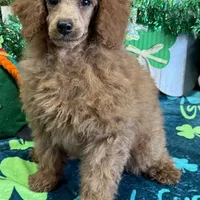Lacy, a female Poodle - Toy  for sale in Gaffney, SC – Photo 5 of 6