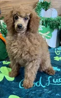 Lacy, a female Poodle - Toy  for sale in Gaffney, SC – Photo 5 of 6