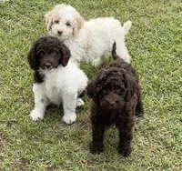 Spirit, a male Miniature Goldendoodle for sale in Gaffney, SC – 6 of 9