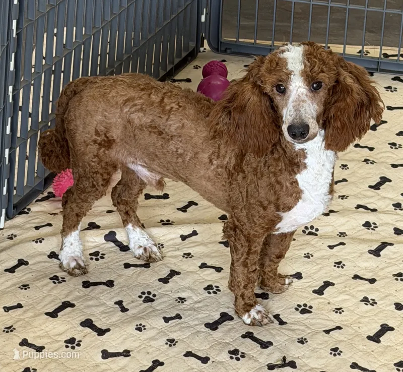 Huck – Poodle - Miniature  puppy for sale in Gaffney, SC