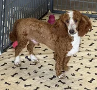 Huck, a male Poodle - Miniature  for sale in Gaffney, SC – 1 of 3
