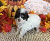 Pixie, a female Poodle - Toy  for sale in Gaffney, SC – 3 of 3