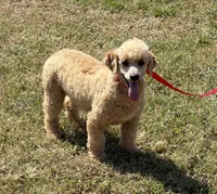 Benji, a male Poodle - Miniature  for sale in Gaffney, SC – 7 of 8