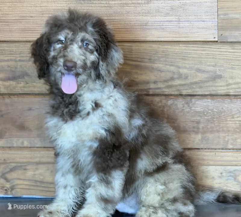 Speck – Miniature Labradoodle puppy for sale in Gaffney, SC