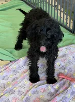 Jet, a female Miniature Labradoodle for sale in Gaffney, SC – 2 of 6