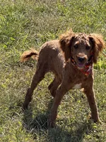 Paul, a male Miniature Labradoodle for sale in Gaffney, SC – 3 of 3