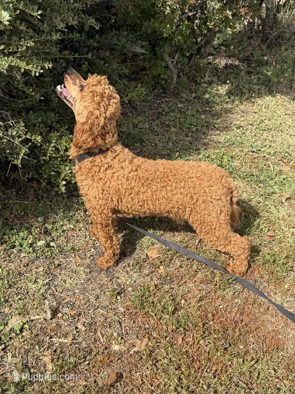 Ernie – Poodle - Miniature  puppy for sale in Gaffney, SC