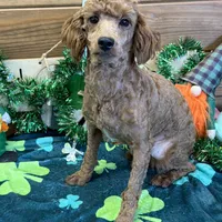 Ernie, a male Poodle - Miniature  for sale in Gaffney, SC – Photo 1 of 3
