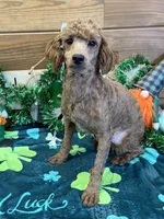 Ernie, a male Poodle - Miniature  for sale in Gaffney, SC – Photo 3 of 3