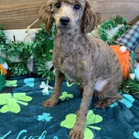 Ernie, a male Poodle - Miniature  for sale in Gaffney, SC – Photo 2 of 3