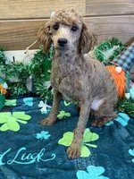 Ernie, a male Poodle - Miniature  for sale in Gaffney, SC – Photo 2 of 3