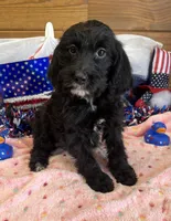 Jet, a female Miniature Labradoodle for sale in Gaffney, SC – 3 of 3
