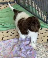 Maxx, a male Miniature Goldendoodle for sale in Gaffney, SC – 9 of 10