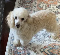 Pansy, a female Poodle - Toy  for sale in Gaffney, SC – 4 of 7