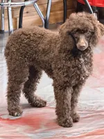 Hershall, a male Poodle - Miniature  for sale in Gaffney, SC – 1 of 10