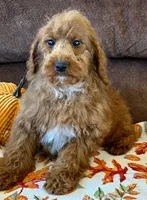 Piper, a female Miniature Labradoodle for sale in Gaffney, SC – 5 of 5