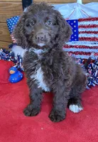 Callie, a female Miniature Goldendoodle for sale in Gaffney, SC – 2 of 3