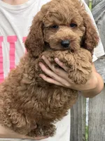 Maverick, a male Miniature Labradoodle for sale in Gaffney, SC – 3 of 3