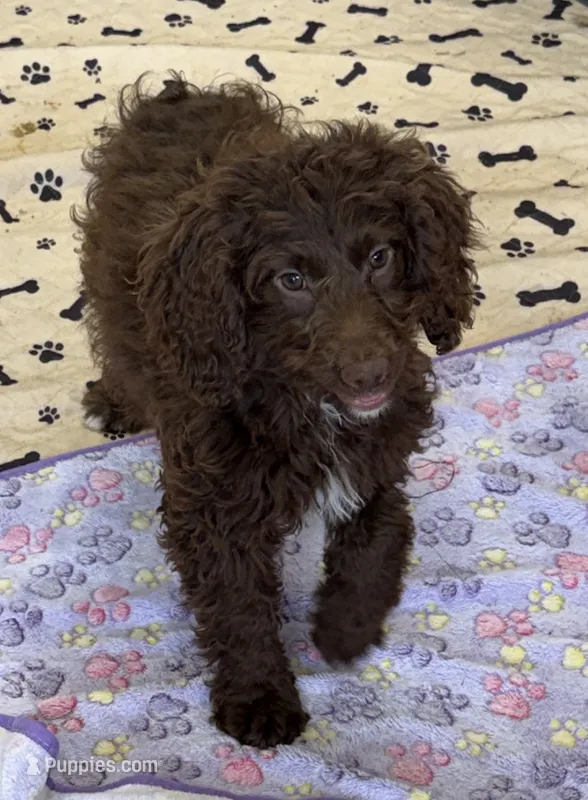Callie – Miniature Goldendoodle puppy for sale in Gaffney, SC