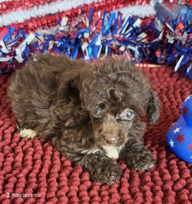 Brownie – Poodle - Toy  puppy for sale in Gaffney, SC