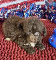Brownie, a male Poodle - Toy  for sale in Gaffney, SC – 1 of 3
