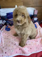 Grant, a male Miniature Goldendoodle for sale in Gaffney, SC – 2 of 7