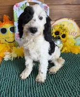Oreo, a female Miniature Labradoodle for sale in Gaffney, SC – 3 of 10