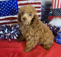 Candy, a female Poodle - Toy  for sale in Gaffney, SC – 2 of 3