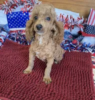 Finn, a male Poodle - Toy  for sale in Gaffney, SC – 4 of 6