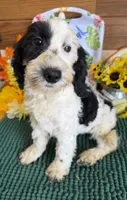 Oreo, a female Miniature Labradoodle for sale in Gaffney, SC – 9 of 10