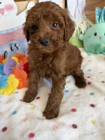 Beau, a male Poodle - Toy  for sale in Gaffney, SC – Photo 3 of 3