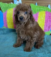 Beau, a male Poodle - Toy  for sale in Gaffney, SC – 4 of 4